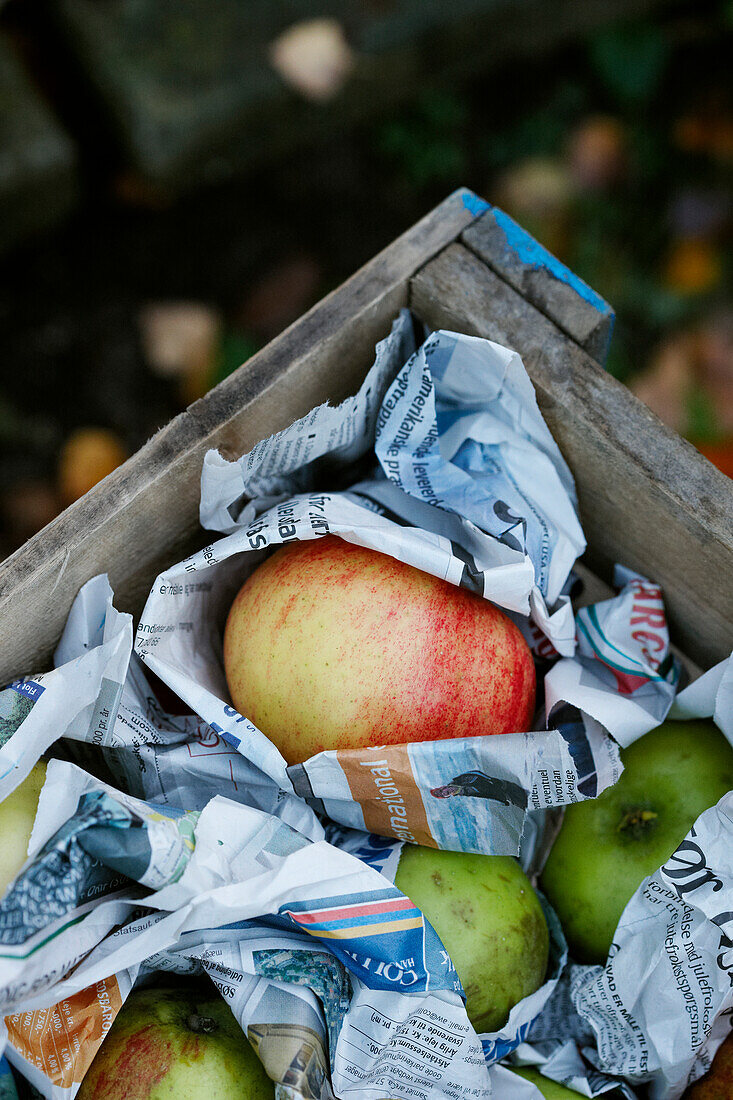 Freshly harvested apples wrapped in newspaper in wooden crate