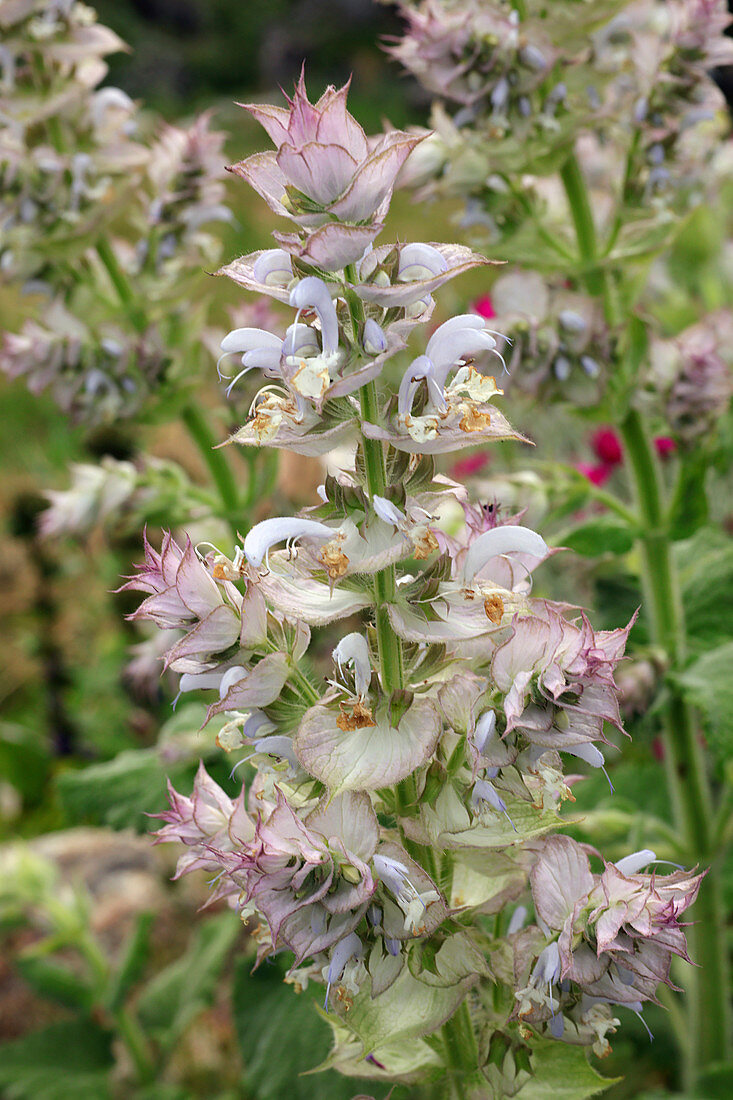 Flowering clary sage