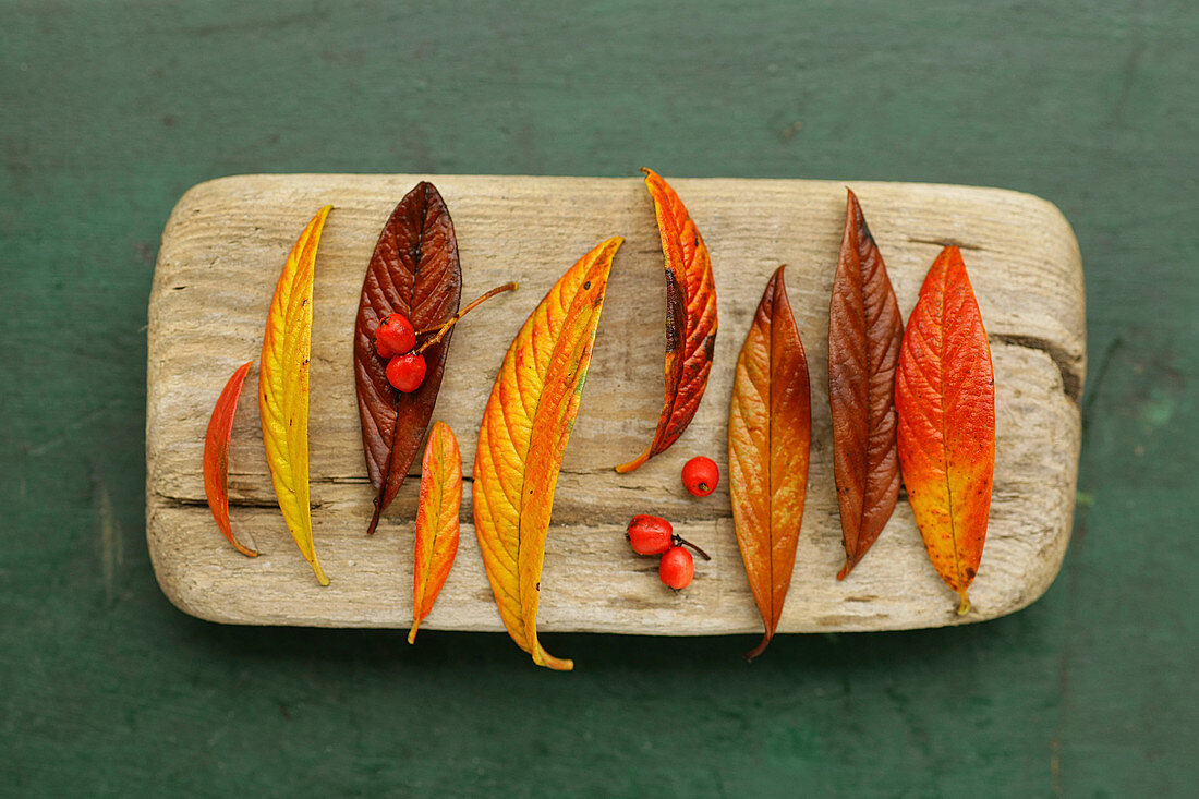 Leaves and berries of Cotoneaster in bright autumn colours