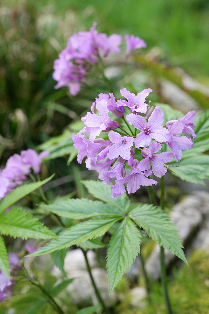 Finger-Zahnwurz (Cardamine pentaphyllos)