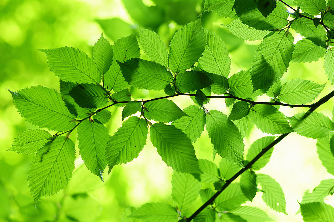 Backlit hornbeam leaves