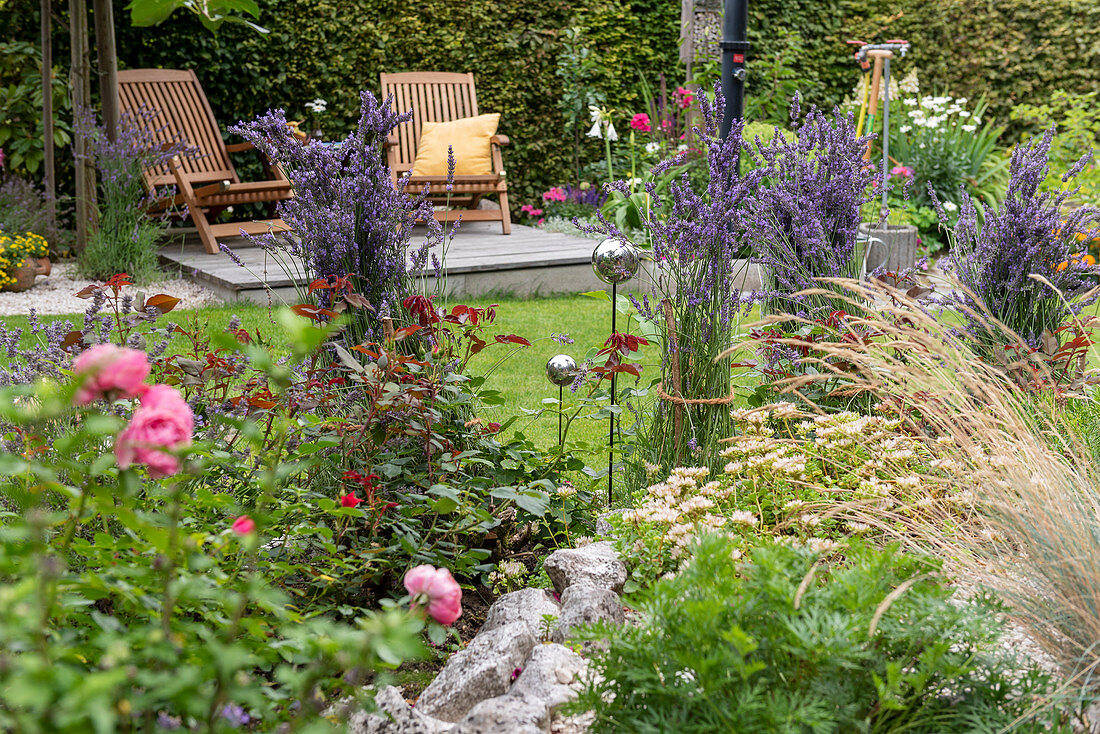 Sommerlich blühende Beete in Schrebergarten, Liegestühle auf Holzdeck, zusammengebundene Lavendelbüsche neben Rosen