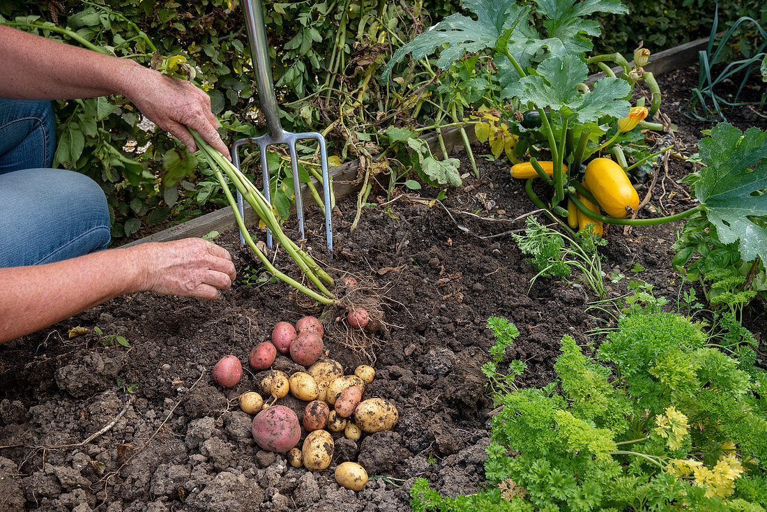 Kartoffelernte im Schrebergarten