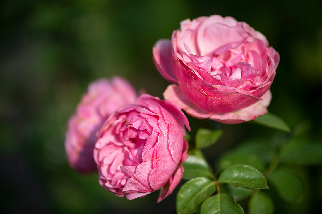 Rose petals