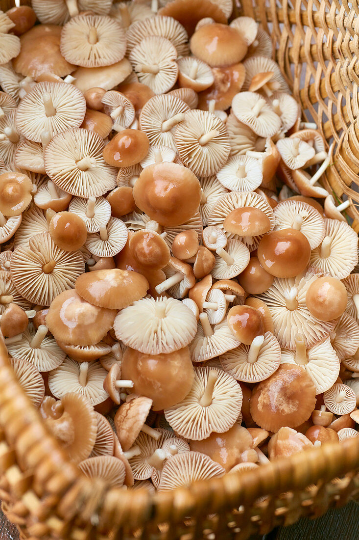 Mushrooms Marasmius oreades in basket