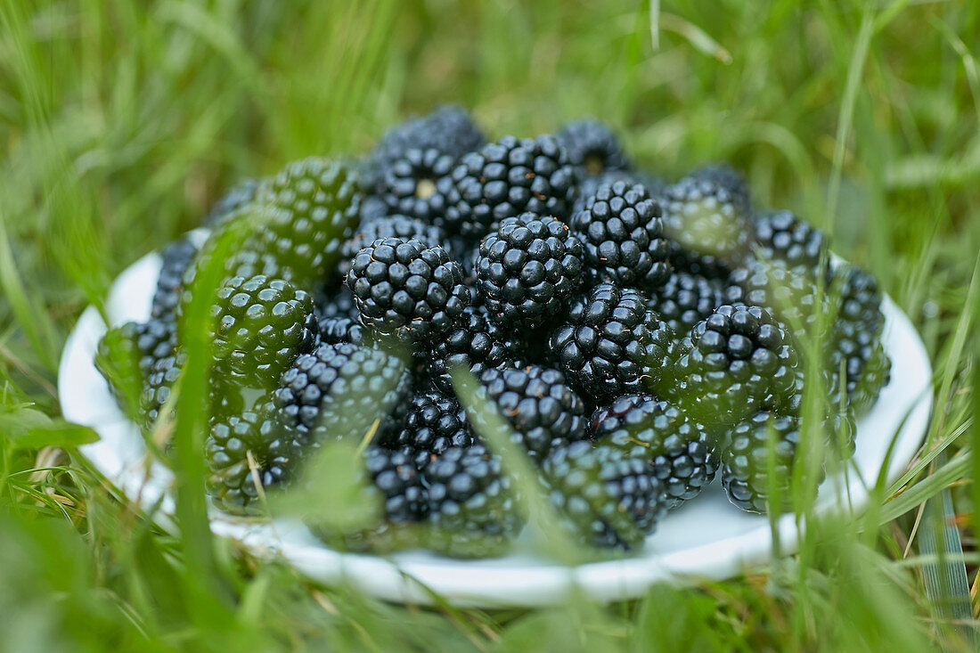 Blackberries in plate on green grass