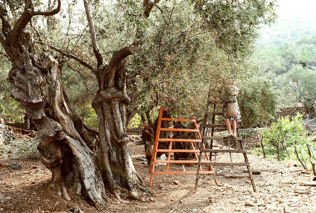 Olivenernte, Griechenland: Leute pflücken Oliven vom Baum