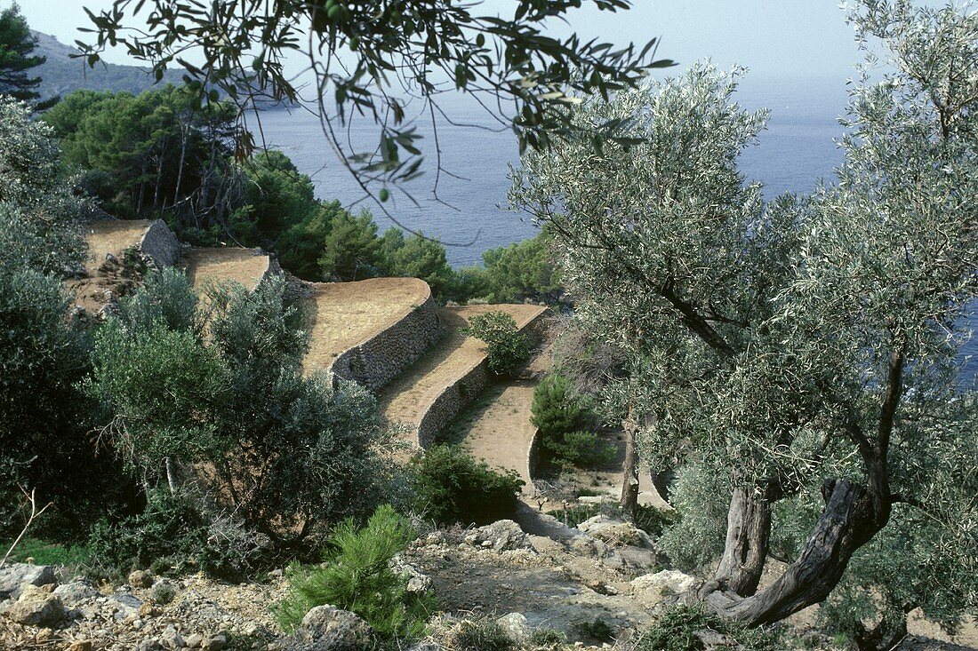 Olivenbäume an einer Terrasse am griechischen Meer