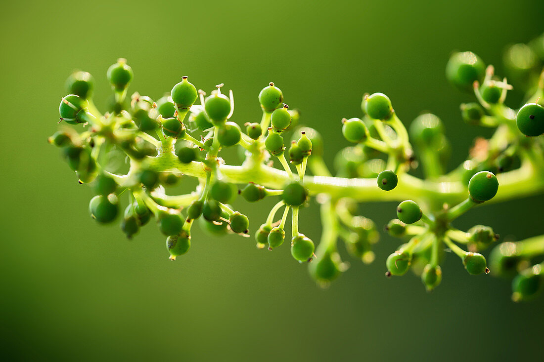 Grapevine (close-up)