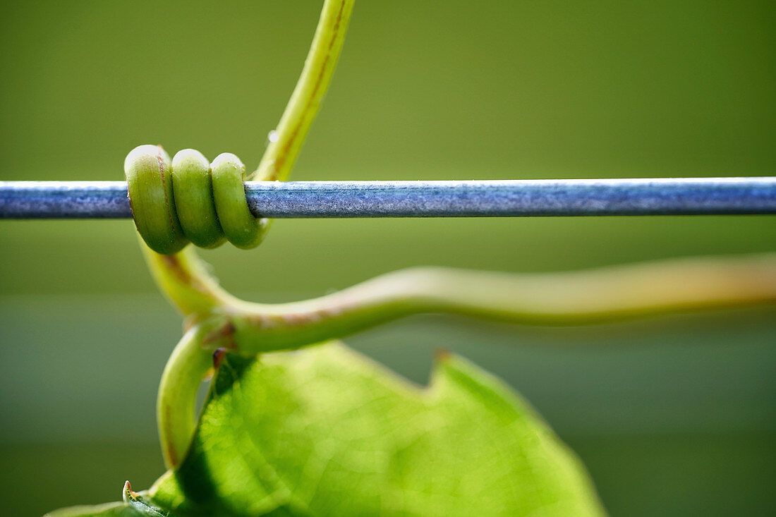 Young grapevine twists around wire (close-up)