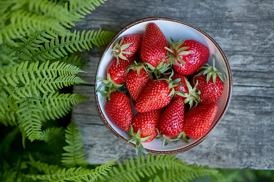 Top view of freshly picked strawberries bowl with fern leaves on grey wood outside