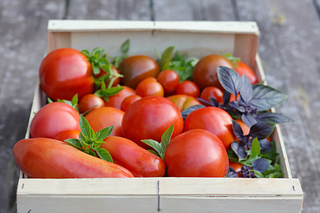 Verschiedene Tomaten und Basilikumblätter in einer Holzkiste