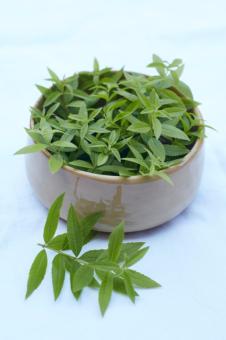 Zitronenverbene (Aloysia Citriodora) in Keramikschale