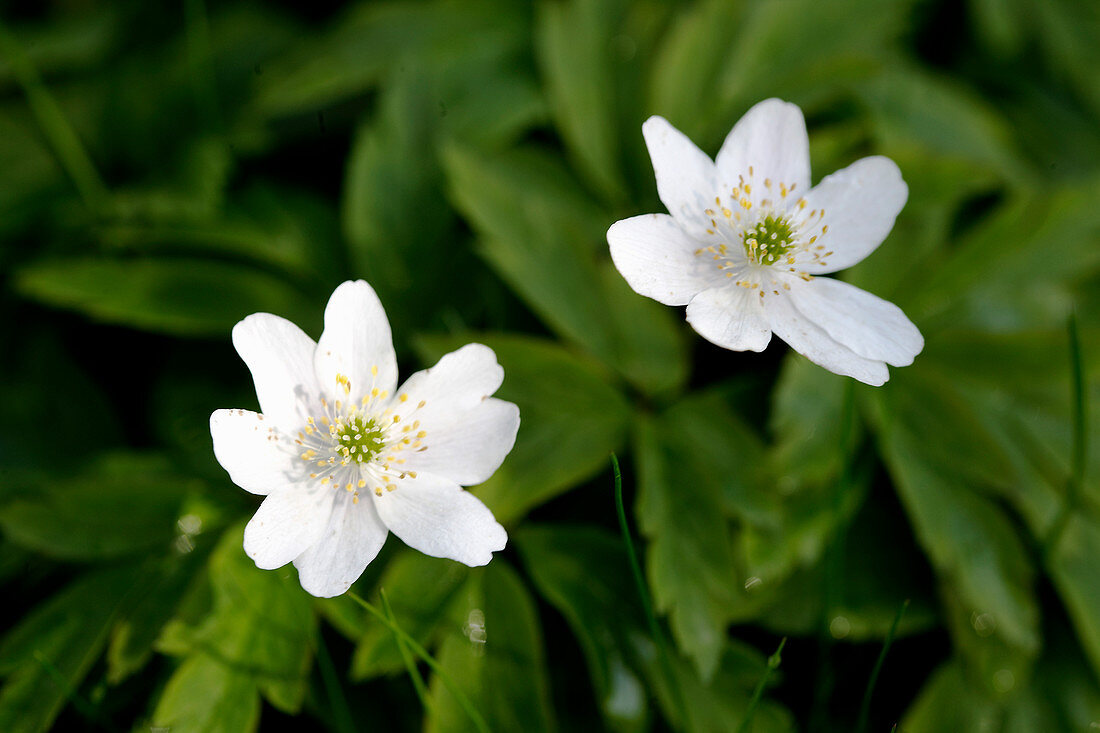 Wood anemones