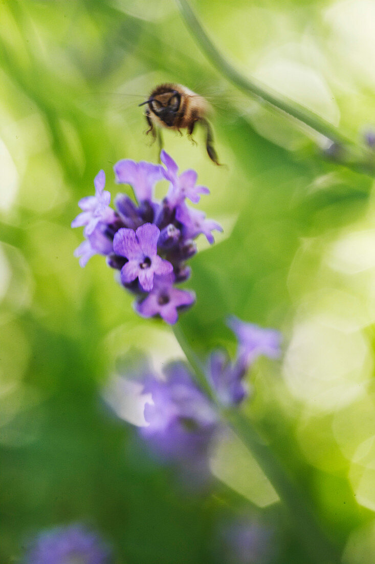 Biene im Anflug auf Lavendelblüte