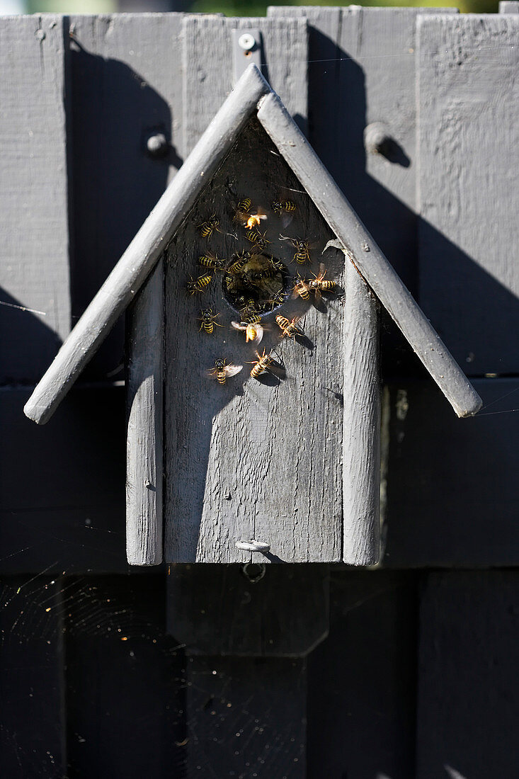 Wasps nesting in bird nesting box