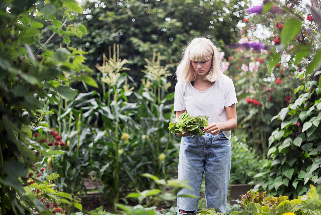 Teenage girl in garden harvesting