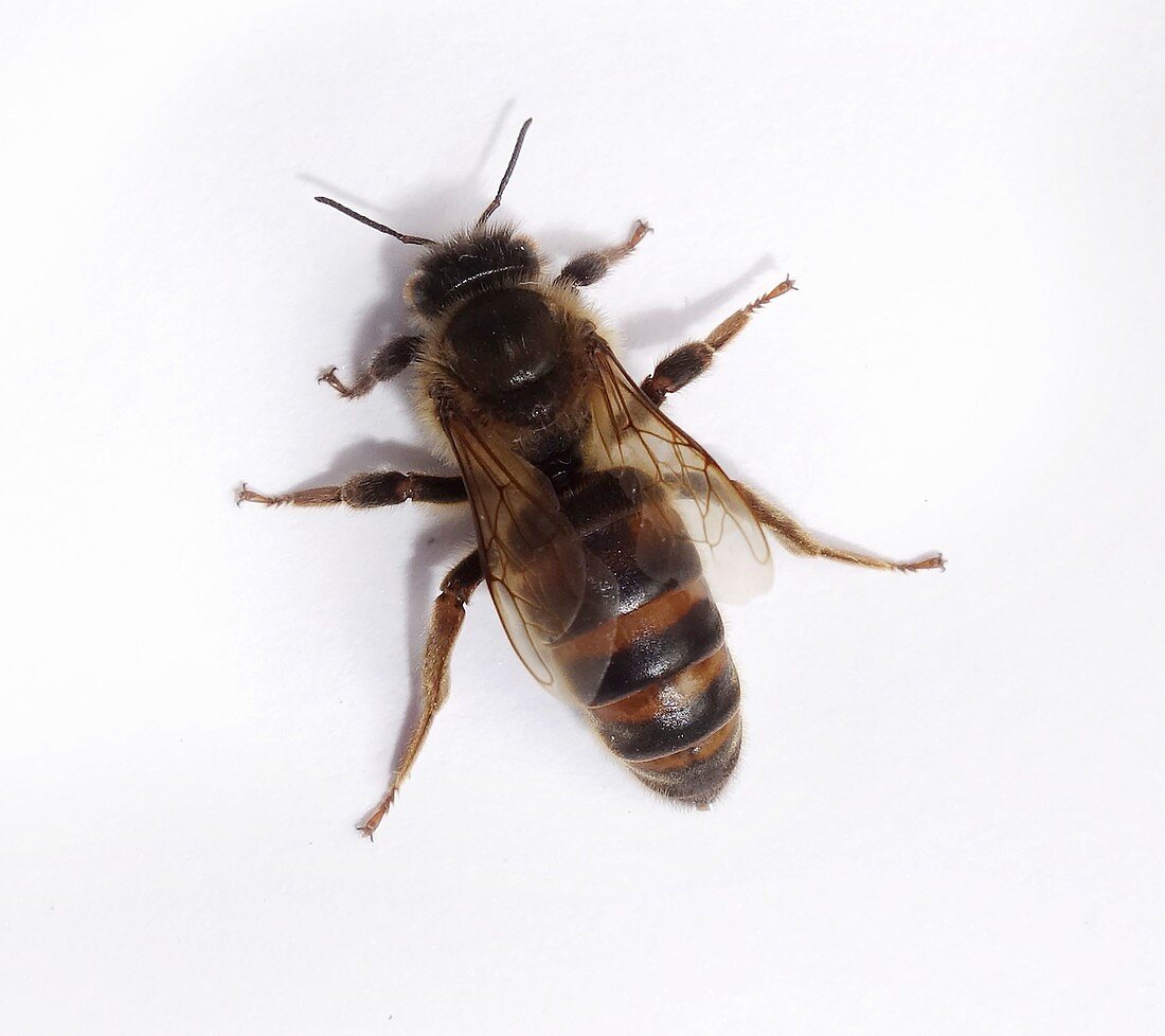 Queen honey bee (Apis mellifera)