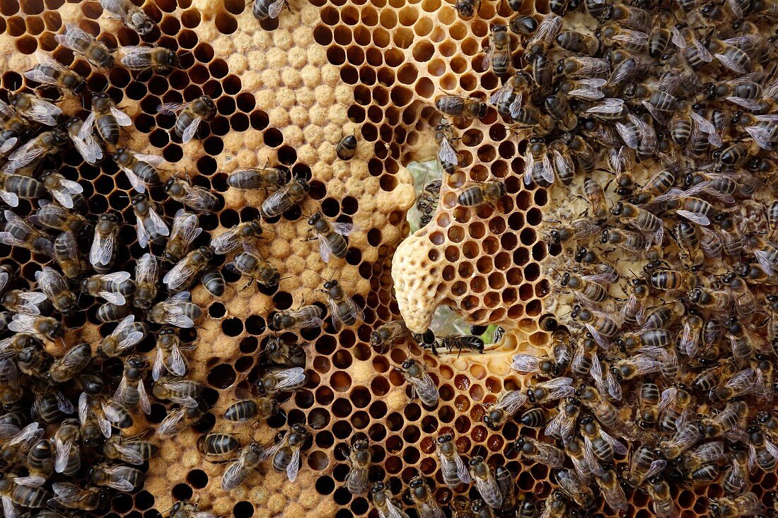 Queen cell in honey bee colony