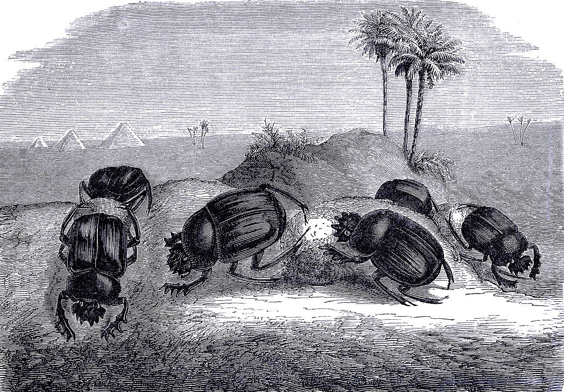 Dung beetles rolling dung balls, 19th century illustration