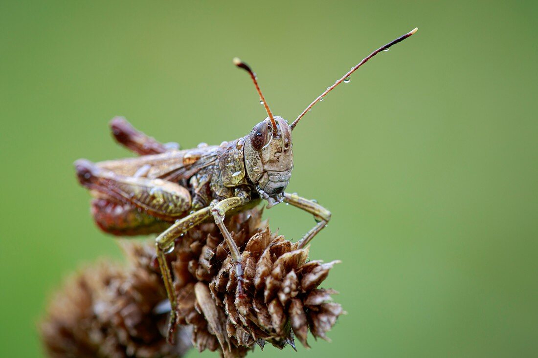 Rufous grasshopper