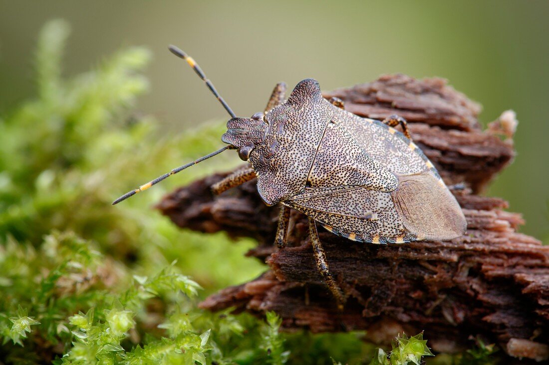 Bronze shieldbug