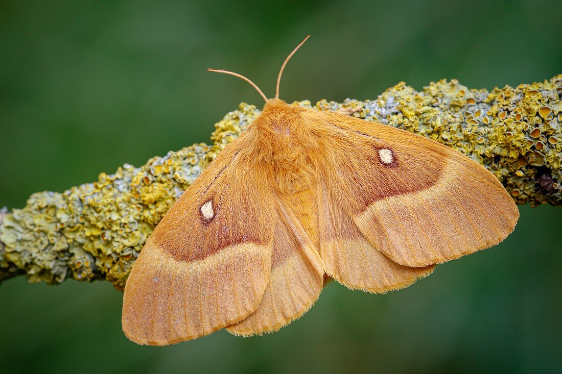 Oak eggar moth
