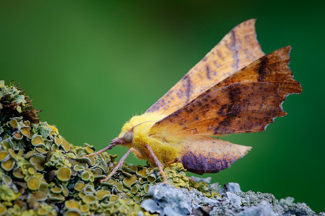 Canary-shouldered thorn moth