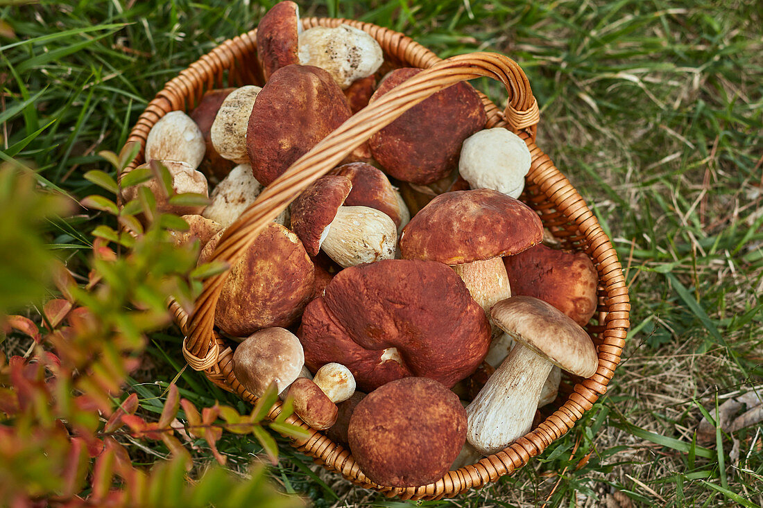Porcini mushrooms in basket