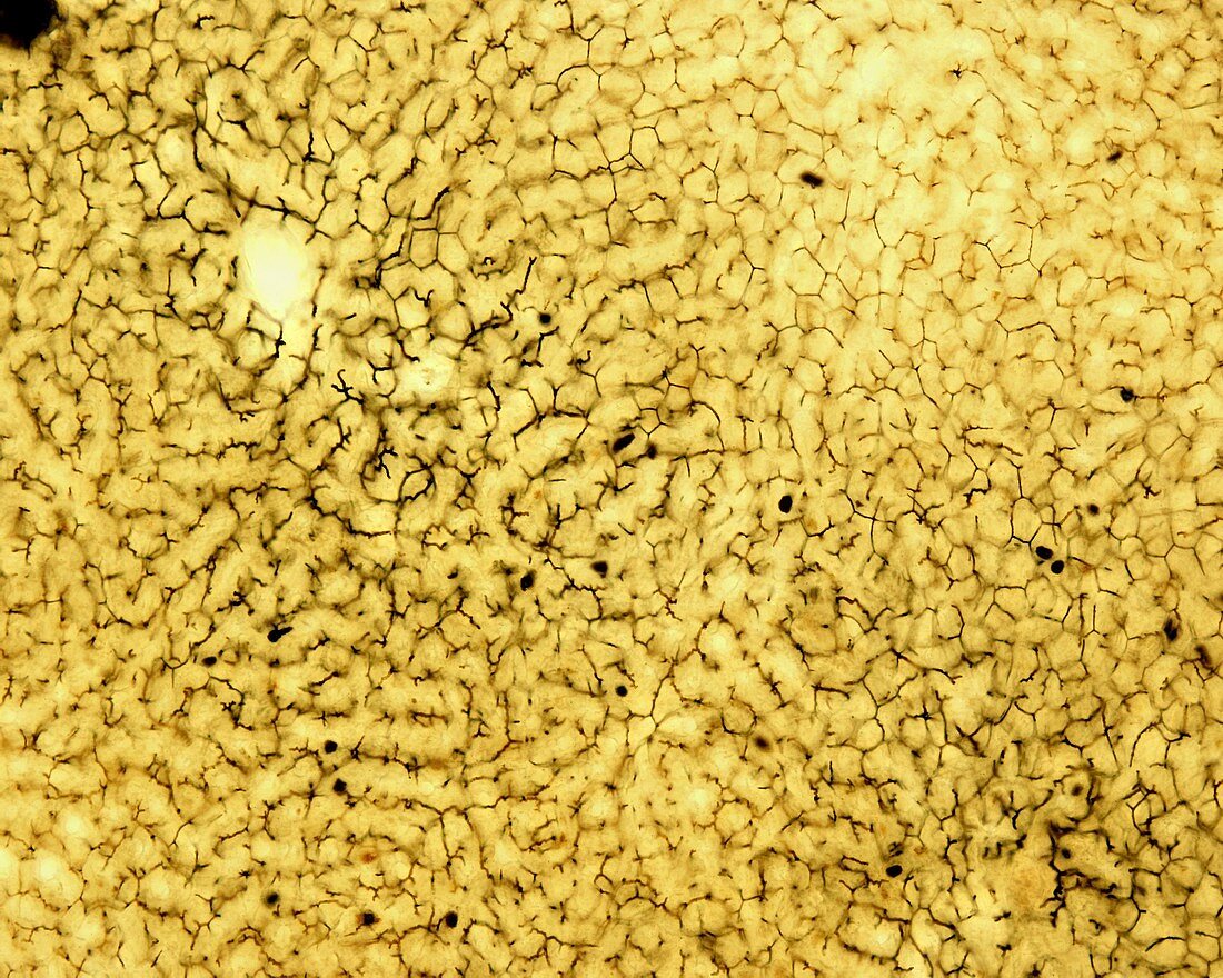 Bile canaliculi in liver, light micrograph