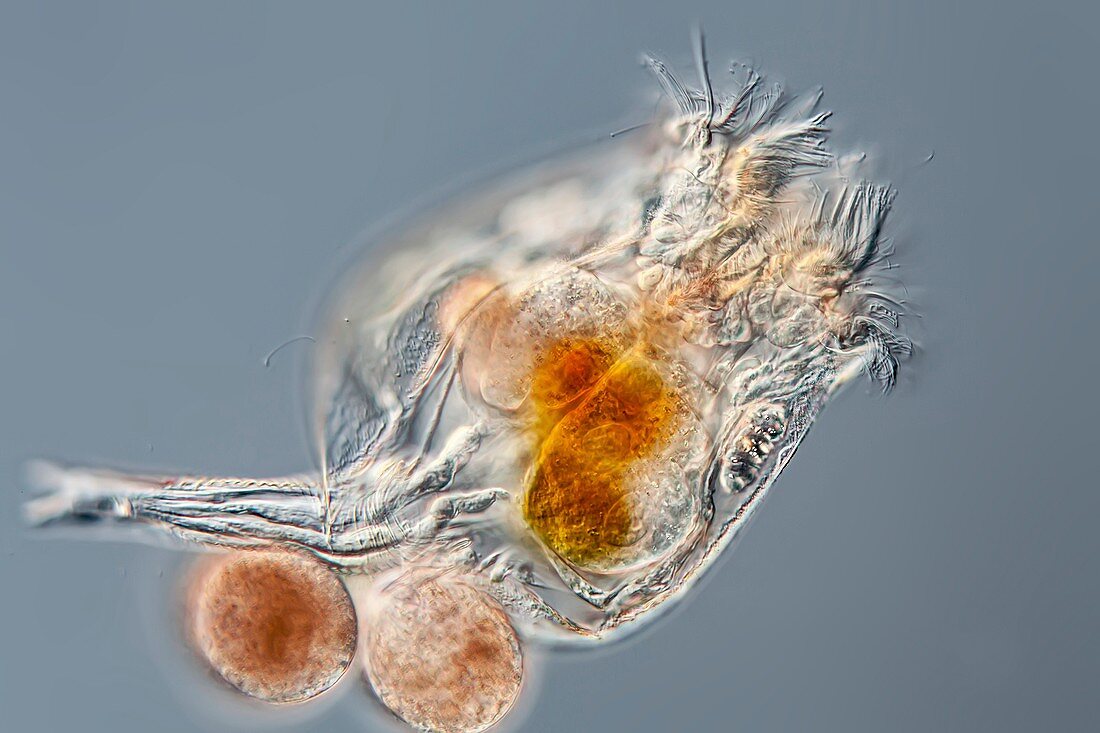 Brachionus sp. rotifer, LM