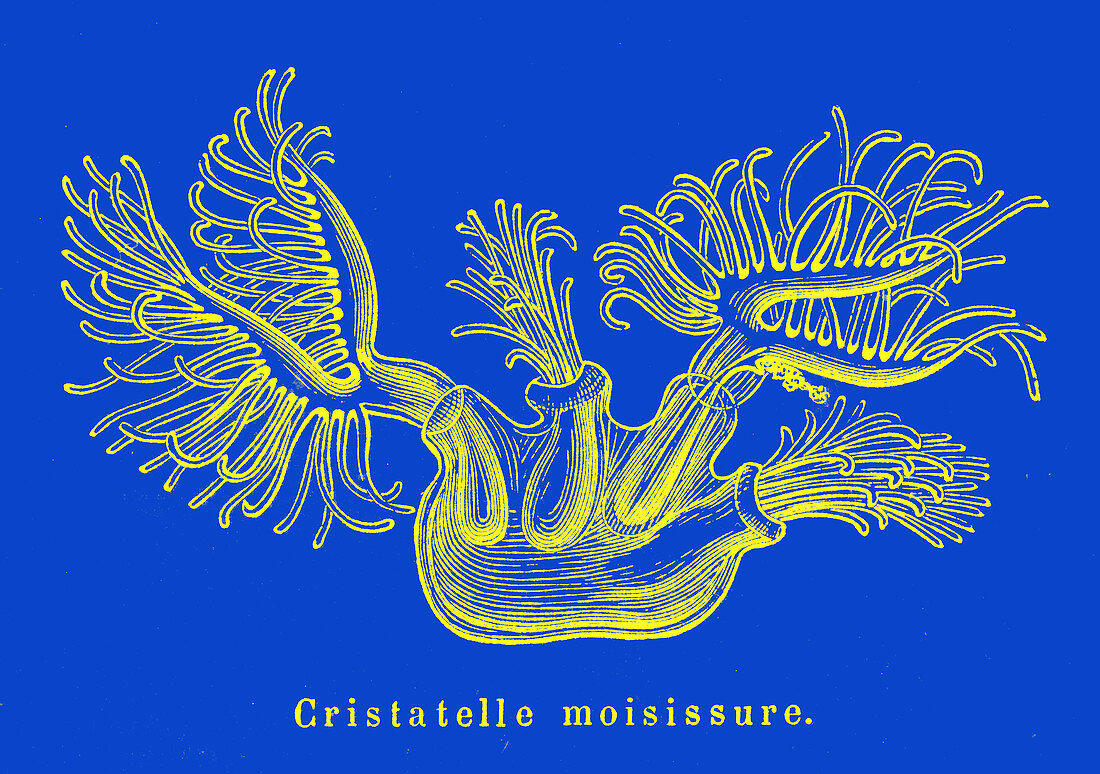 Bryozoan, 19th century illustration