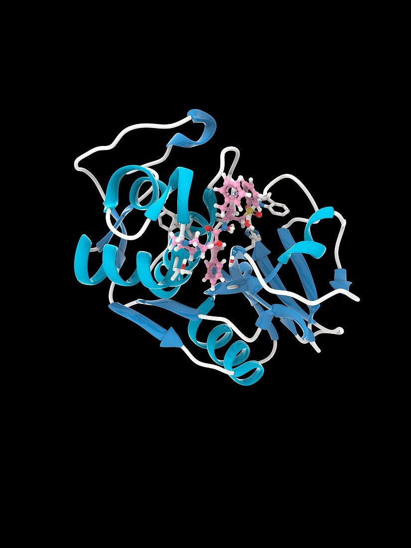 Parasite protein bound to inhibitor, molecular model