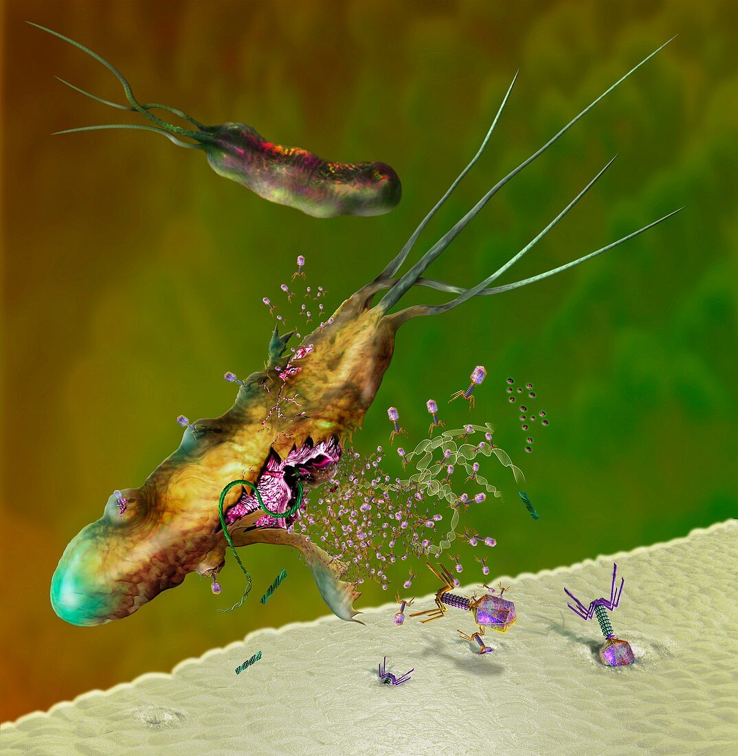 Phages infecting a bacterial cell, illustration