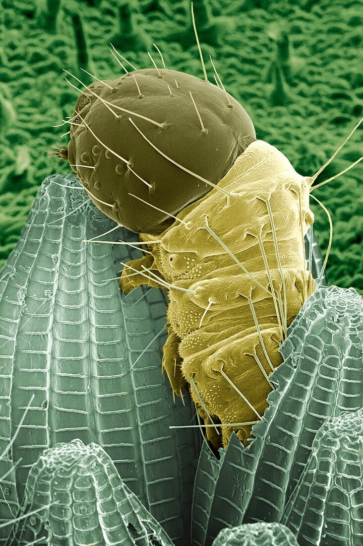 Emerging larva of Pieris brassicae