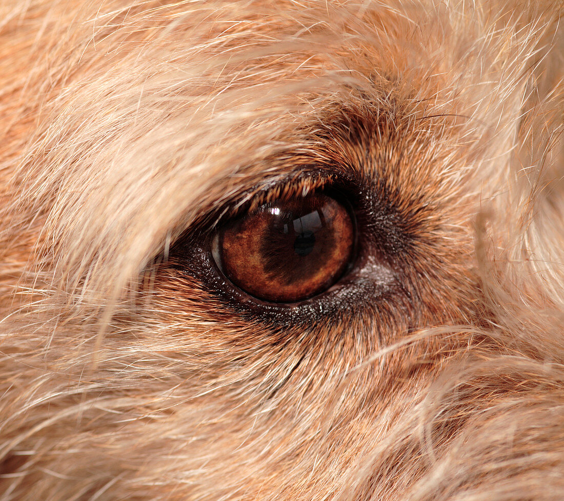 Eye of a mixed breed terrier dog