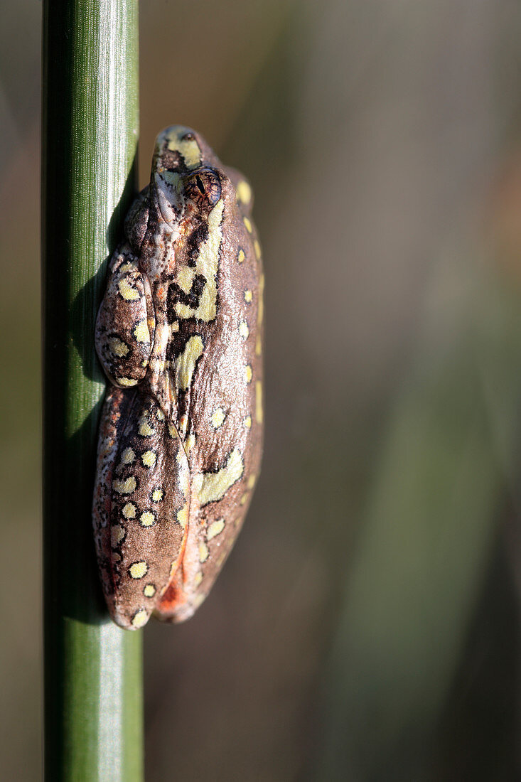 Painted reed frog