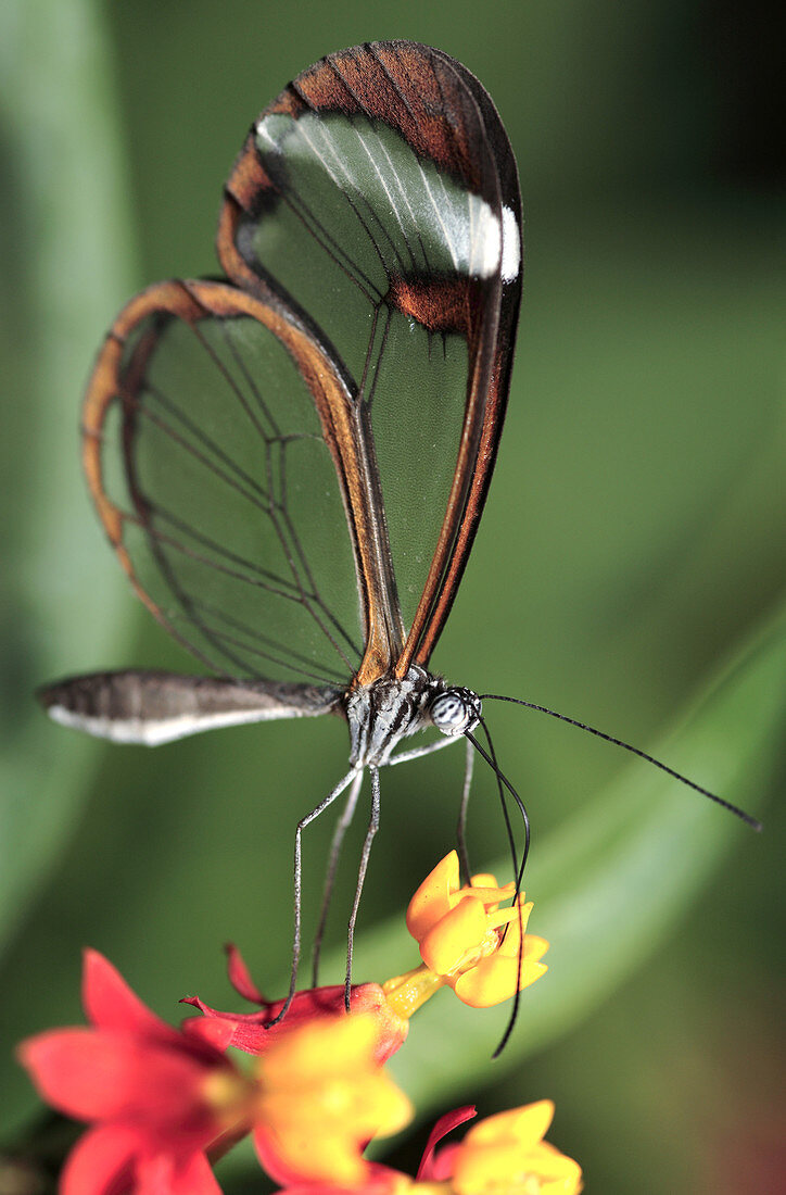 Glasswing butterfly