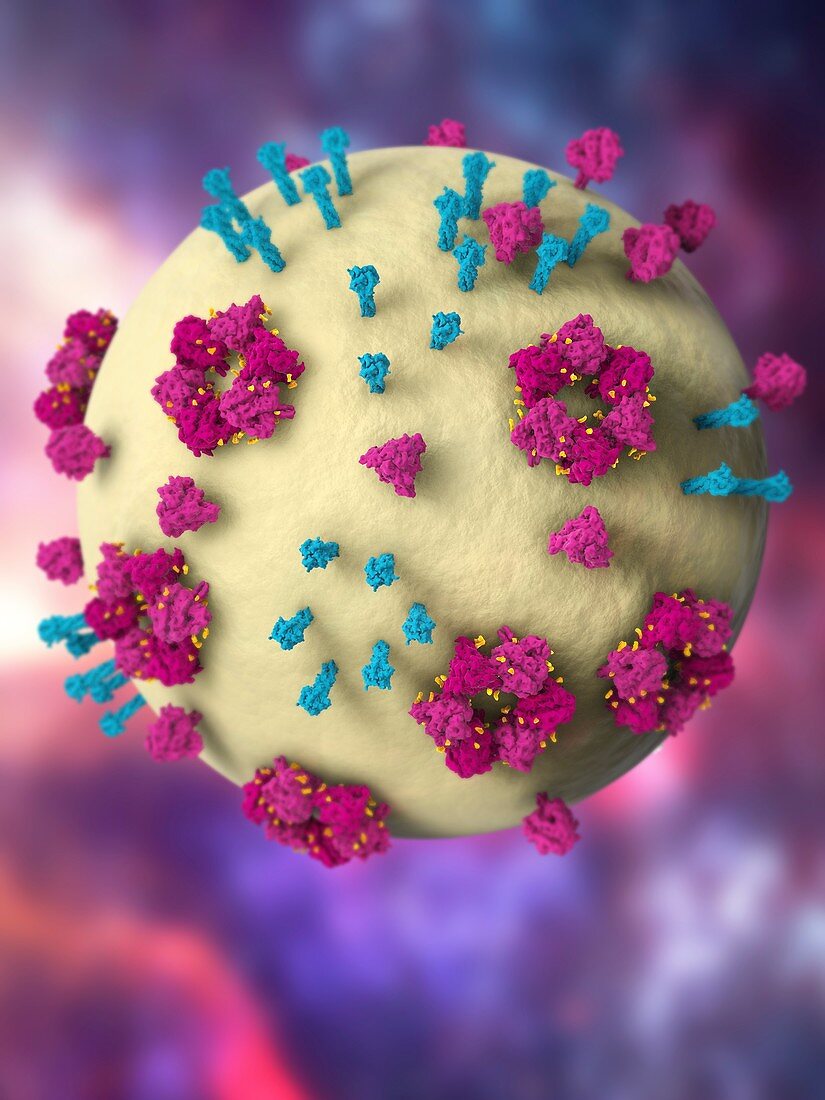 Nipah virus structure, illustration