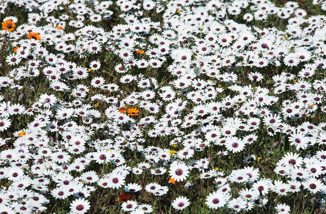 Rain daisies