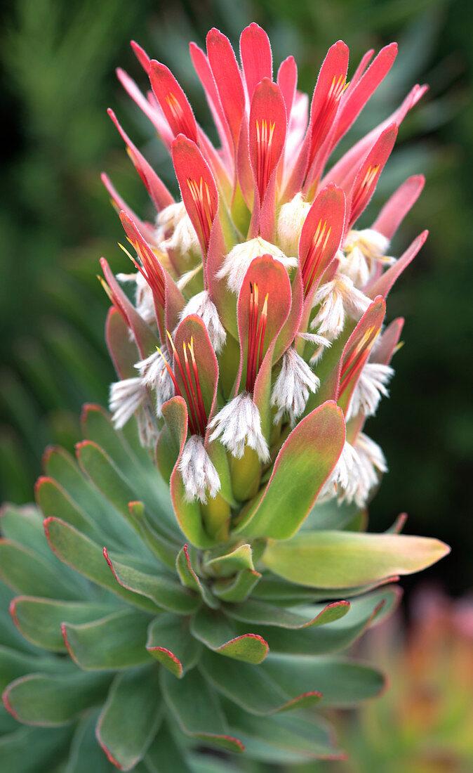 Protea in flower