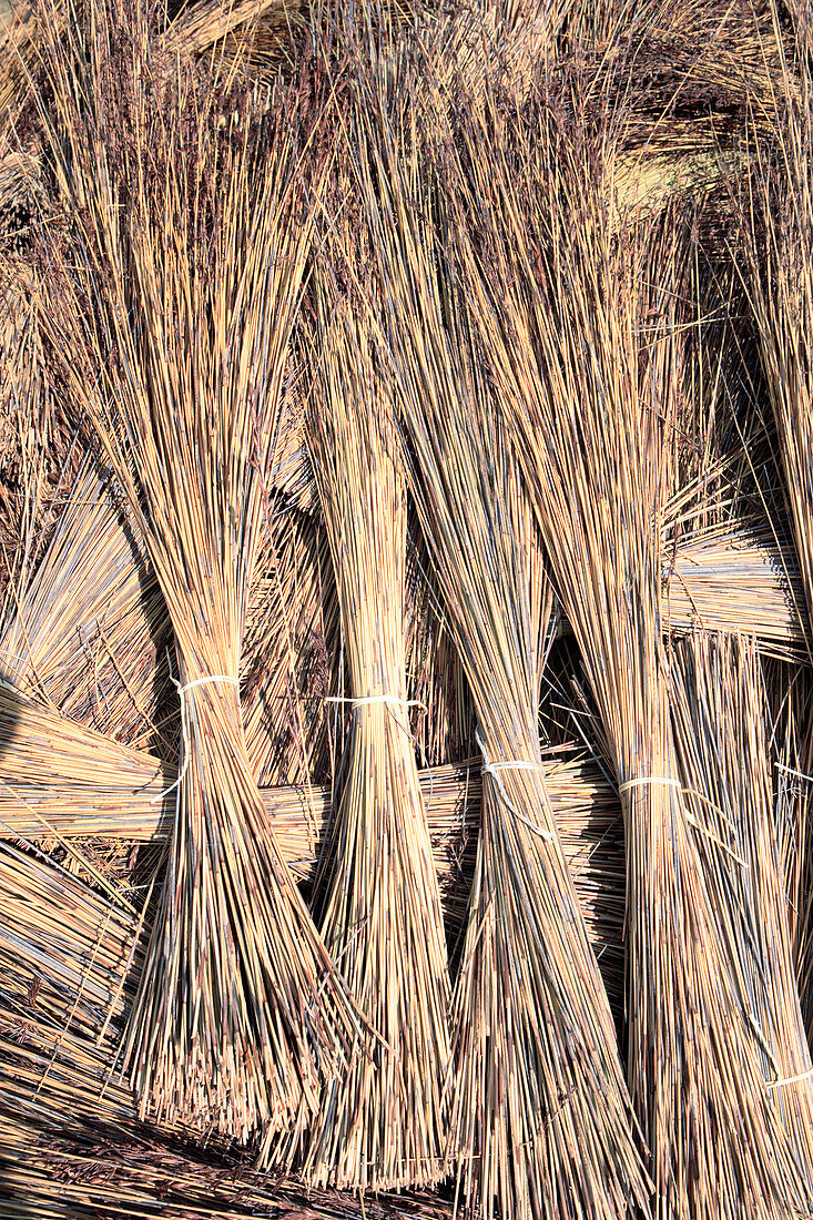 Cape thatching reed (Chlorophytum Tectorum)