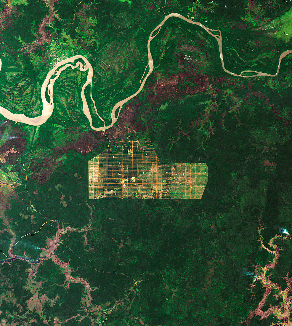 Deforestation in Papua, Indonesia, satellite image
