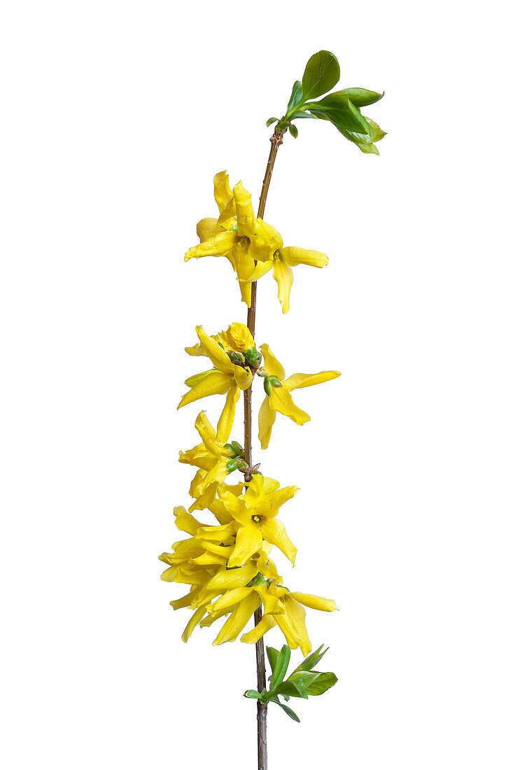 Golden-bell (Forsythia suspensa) flowers