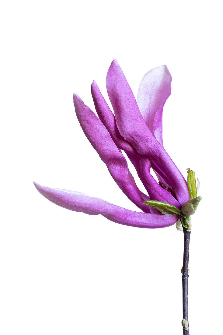 Mulan magnolia (Magnolia liliiflora) flower