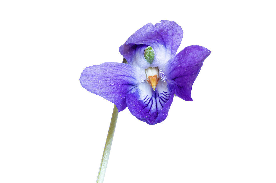 Sweet violet (Viola odorata) flower