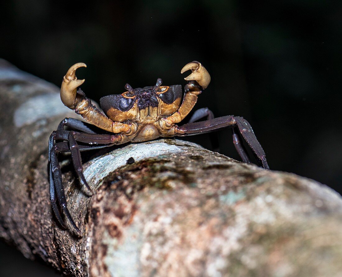 Tree crab
