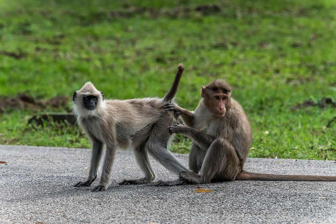 Bonnet macaque attending to a Hanuman langur