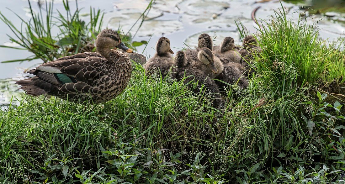 Indian spot-billed duck and ducklings, India