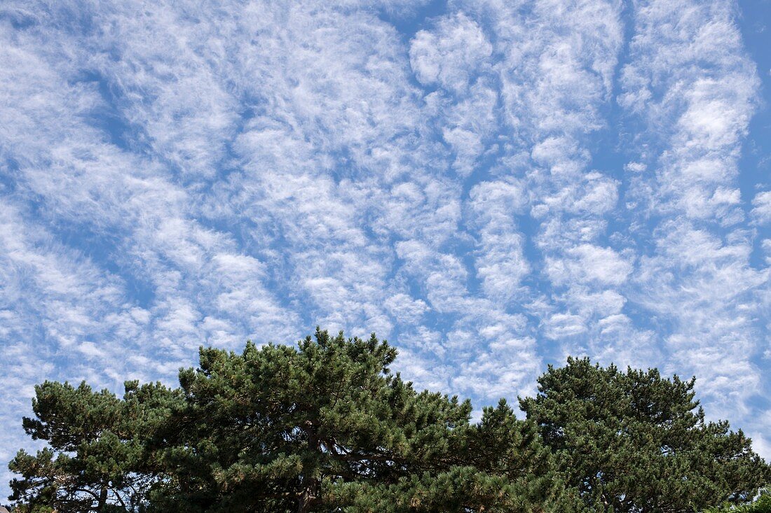Altocummulus stratiformis clouds.
